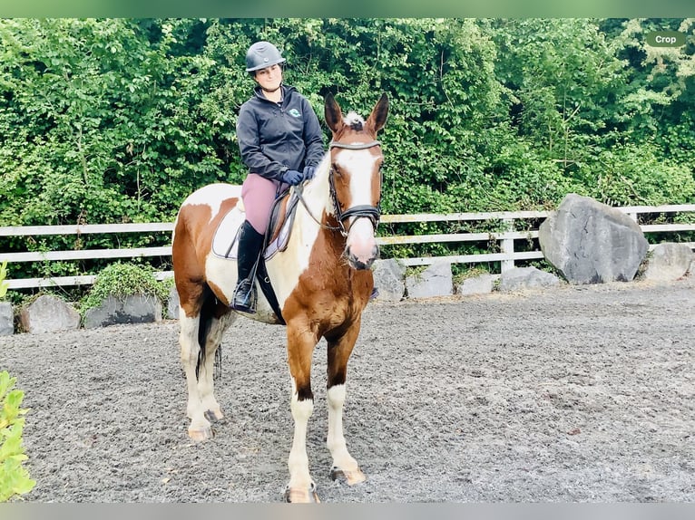 Irish Sport Horse Mare 5 years Pinto in Mountrath