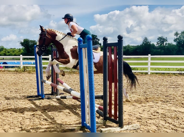 Irish Sport Horse Mare 5 years Pinto in Mountrath