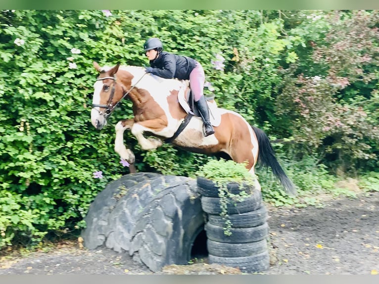 Irish Sport Horse Mare 5 years Pinto in Mountrath