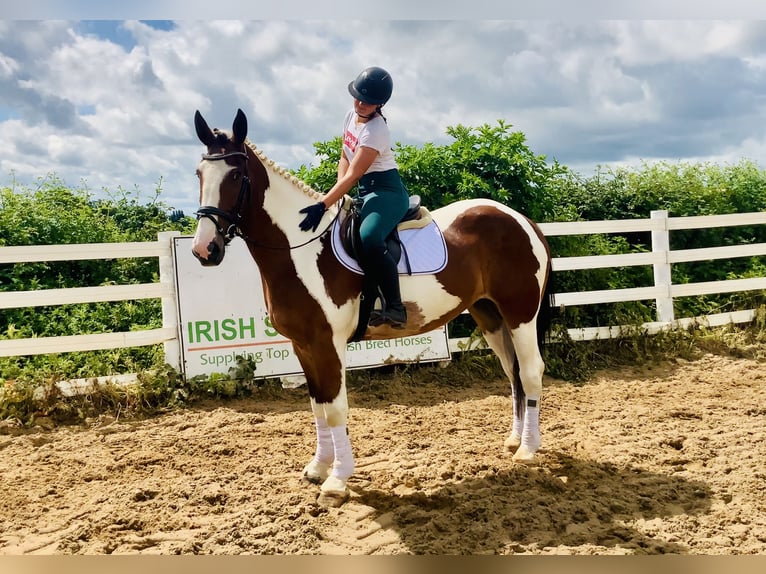 Irish Sport Horse Mare 5 years Pinto in Mountrath