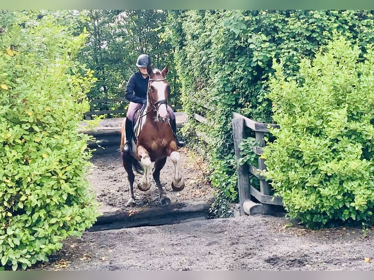 Irish Sport Horse Mare 5 years Pinto in Mountrath