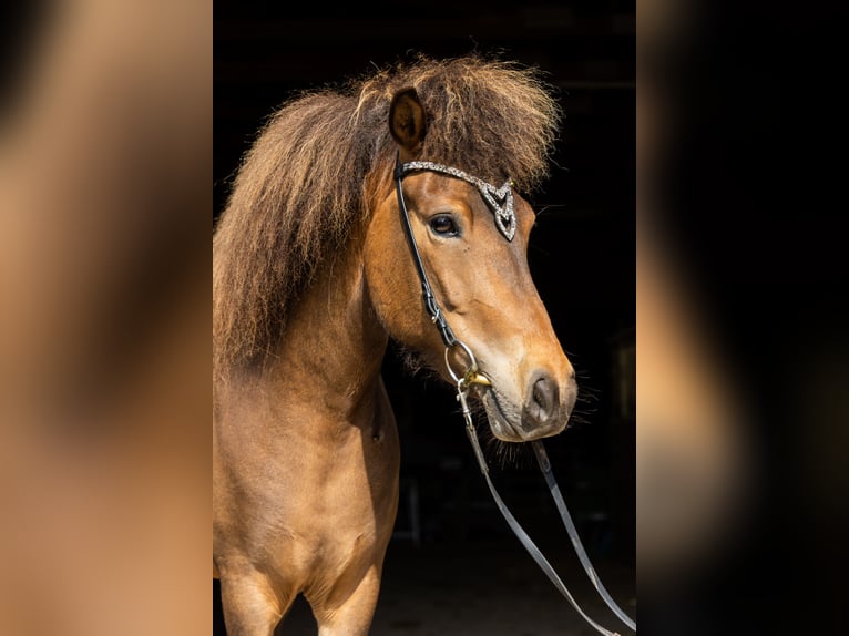 Irish Sport Horse Mare 6 years 13,2 hh Brown in Lehmrade