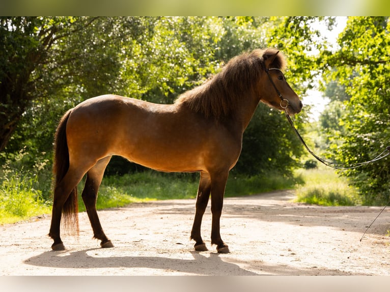 Irish Sport Horse Mare 6 years 13,2 hh Brown in Lehmrade