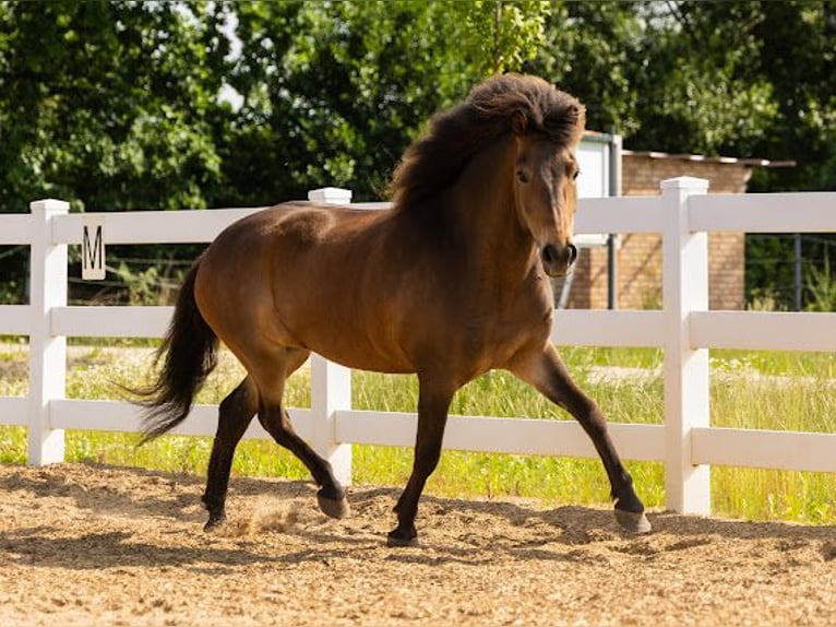 Irish Sport Horse Mare 6 years 13,2 hh Brown in Lehmrade