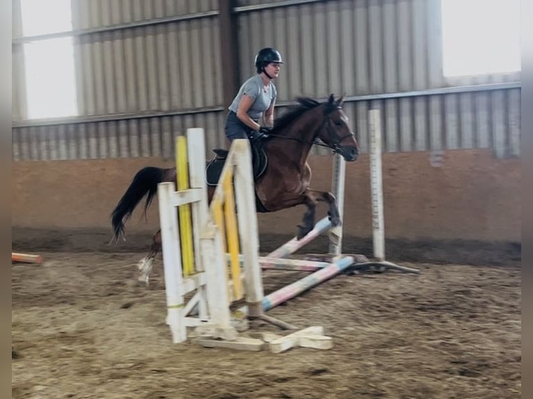 Irish Sport Horse Mare 6 years 14.2 hh Bay in Sligo