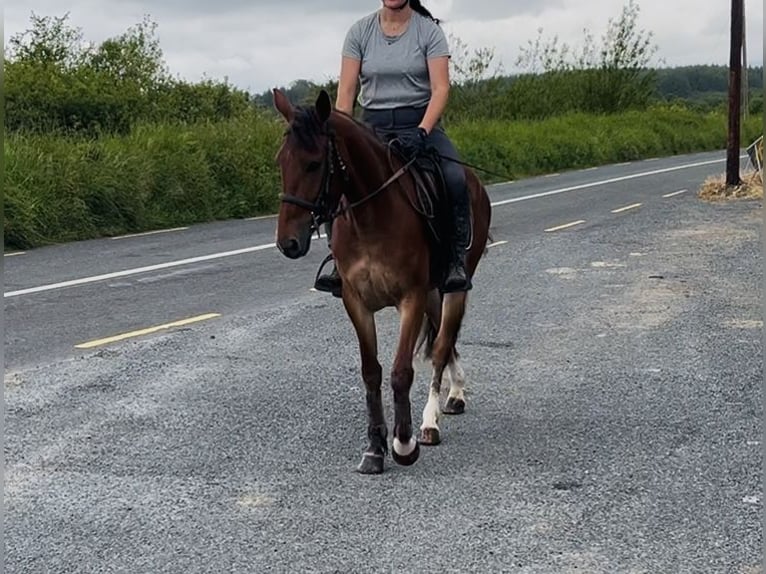 Irish Sport Horse Mare 6 years 14.2 hh Bay in Sligo