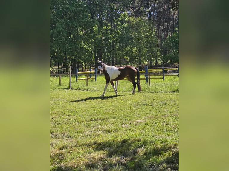 Irish Sport Horse Mare 6 years 14,3 hh Pinto in Werlte