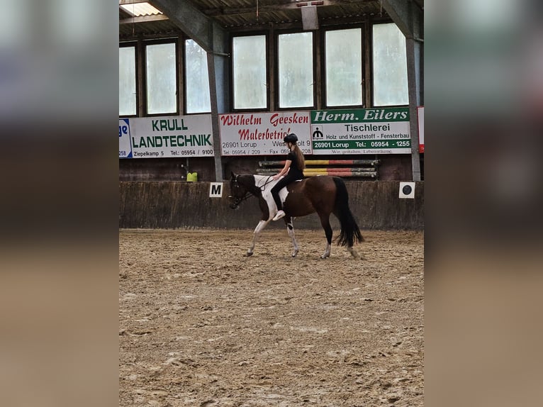 Irish Sport Horse Mare 6 years 14,3 hh Pinto in Werlte