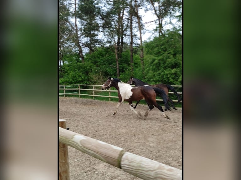 Irish Sport Horse Mare 6 years 14,3 hh Pinto in Werlte