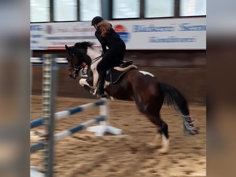 Irish Sport Horse Mare 6 years 14,3 hh Pinto in Werlte