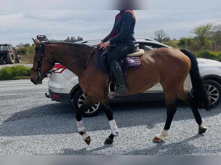 Irish Sport Horse Mare 6 years 15.1 hh Bay in Sligo