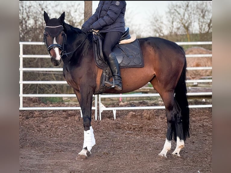 Irish Sport Horse Mare 6 years 15.2 hh Brown in Winnigstedt