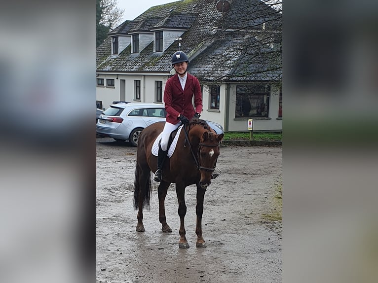 Irish Sport Horse Mare 6 years 15,2 hh Chestnut in Co.Leitrim