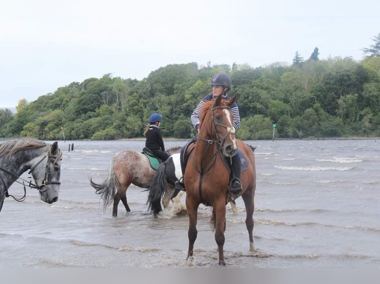 Irish Sport Horse Mare 6 years 15,2 hh Chestnut in Drumshanbo