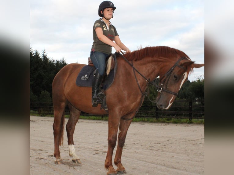 Irish Sport Horse Mare 6 years 15,2 hh Chestnut in Drumshanbo