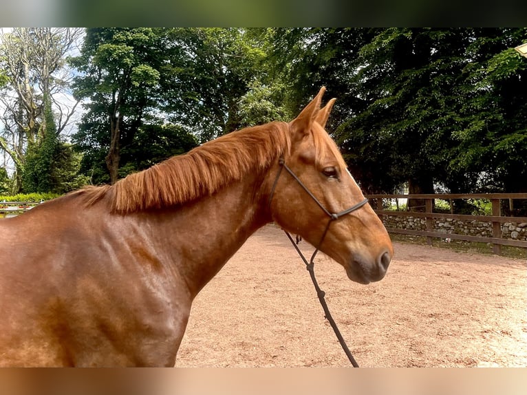 Irish Sport Horse Mare 6 years 15,2 hh Chestnut-Red in Loughrea