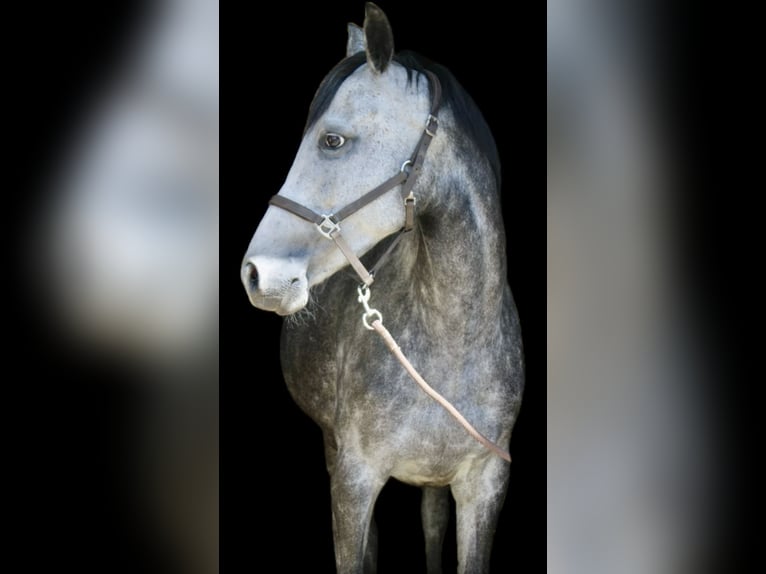 Irish Sport Horse Mix Mare 6 years 15.2 hh Grey-Blue-Tan in Dorst