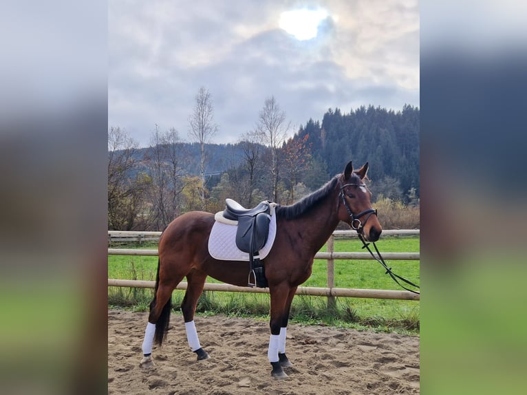 Irish Sport Horse Mare 6 years 15,3 hh Brown in Gummern