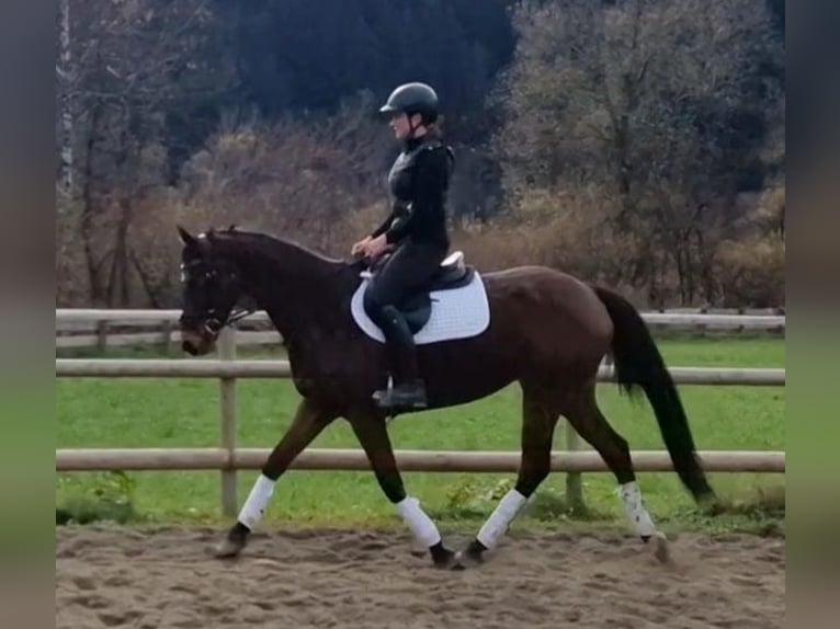 Irish Sport Horse Mare 6 years 15,3 hh Brown in Gummern