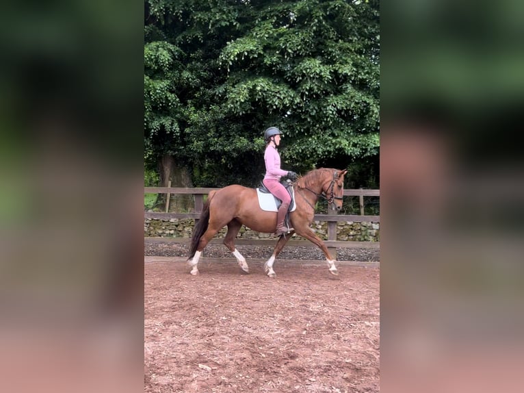 Irish Sport Horse Mare 6 years 15,3 hh Chestnut in Loughrea