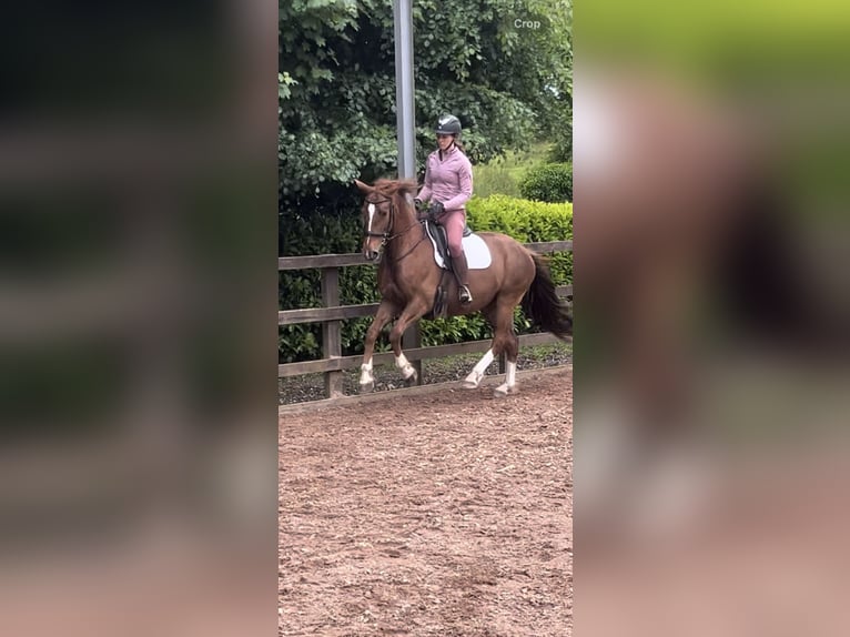 Irish Sport Horse Mare 6 years 15,3 hh Chestnut in Loughrea