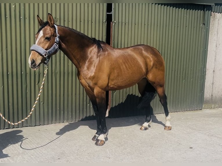 Irish Sport Horse Mare 6 years 15,1 hh Bay in Sligo