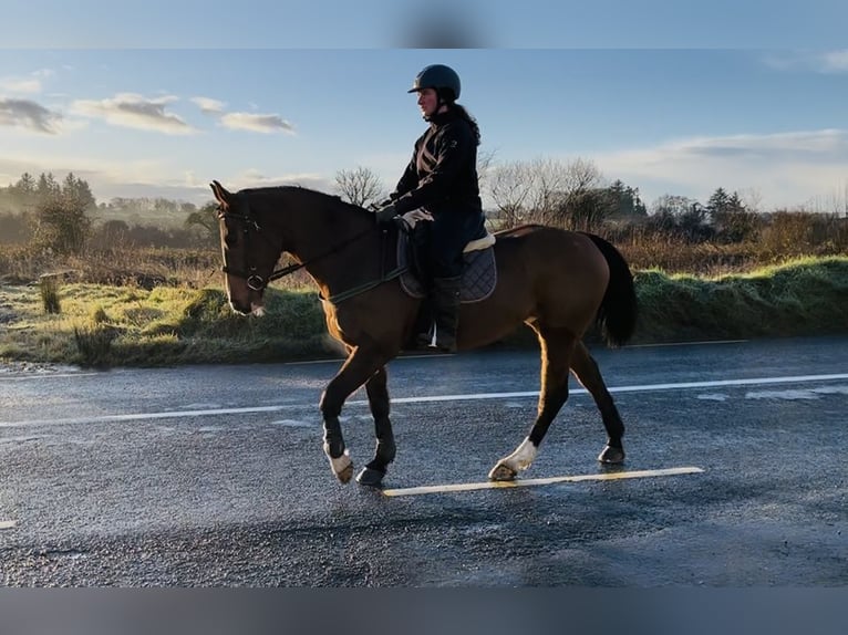 Irish Sport Horse Mare 6 years 15,1 hh Bay in Sligo