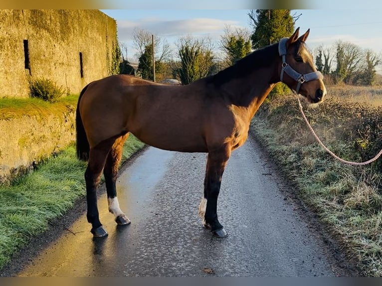 Irish Sport Horse Mare 6 years 15,1 hh Bay in Sligo