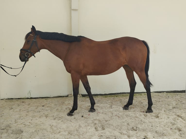 Irish Sport Horse Mare 6 years 15,2 hh Bay in Stare Lubiejewo
