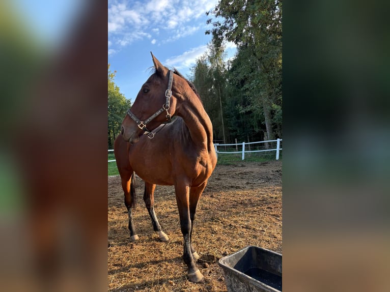 Irish Sport Horse Mare 6 years 15,2 hh Brown in Sipbachzell