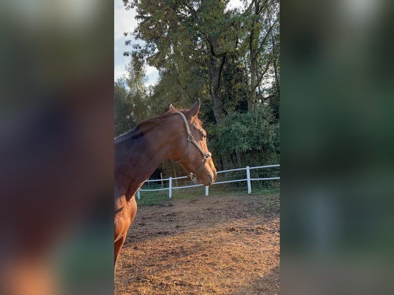 Irish Sport Horse Mare 6 years 15,2 hh Brown in Sipbachzell