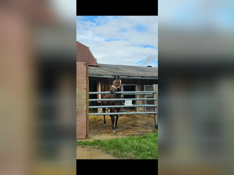 Irish Sport Horse Mare 6 years 15,2 hh Brown in Sipbachzell