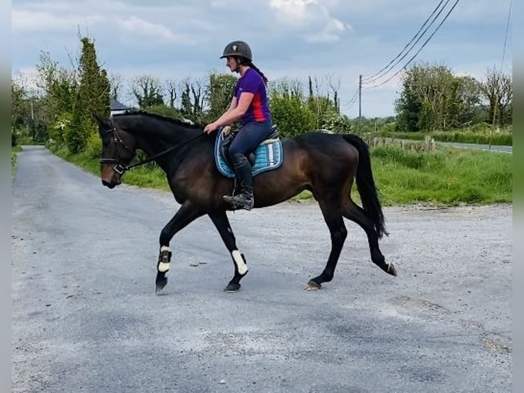 Irish Sport Horse Mare 6 years 15,2 hh Brown-Light in Sligo