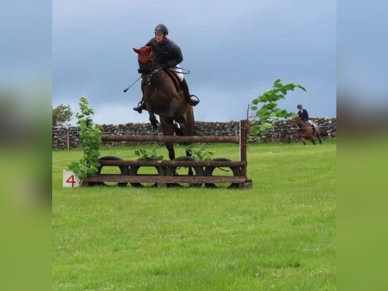 Irish Sport Horse Mare 6 years 15,2 hh Brown-Light in Sligo