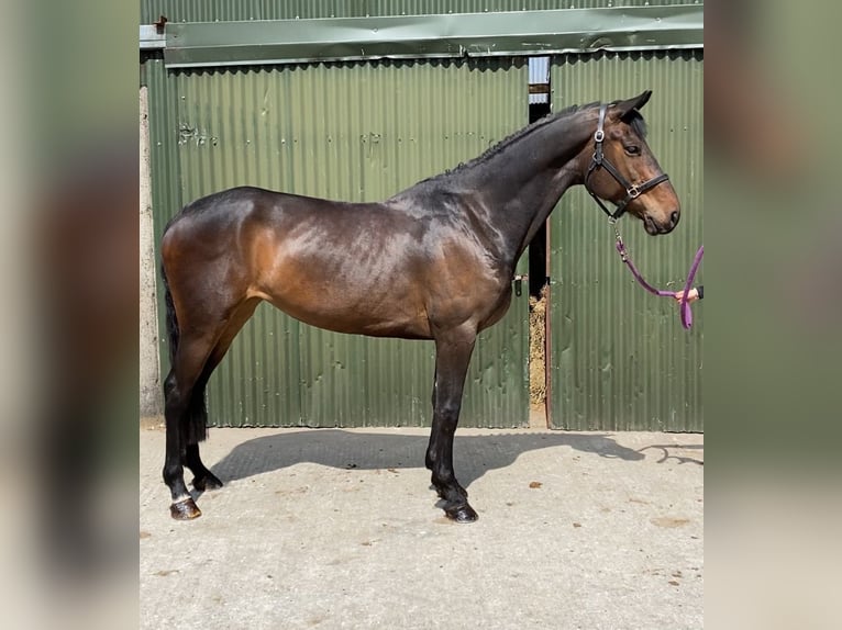 Irish Sport Horse Mare 6 years 15,2 hh Brown-Light in Sligo