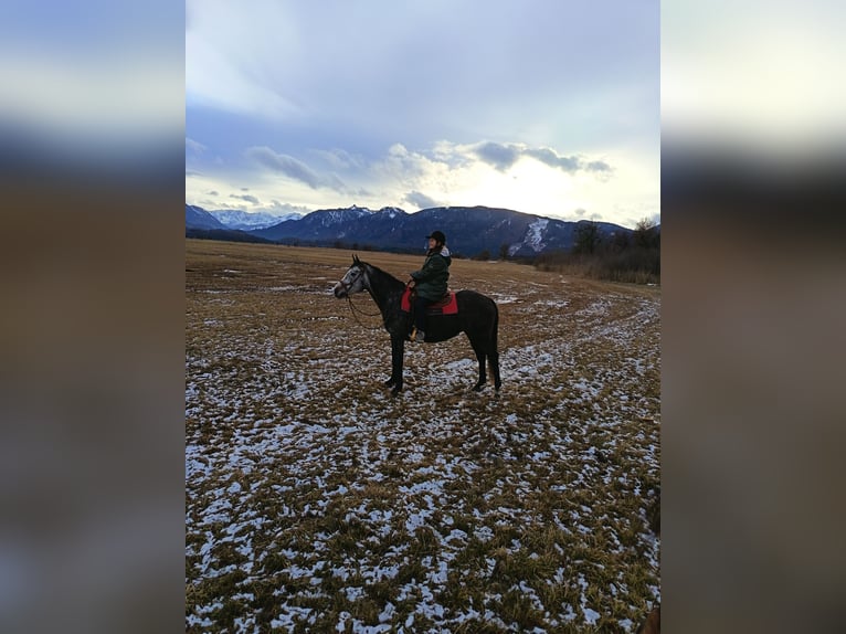 Irish Sport Horse Mare 6 years 15,2 hh Grey in Murnau