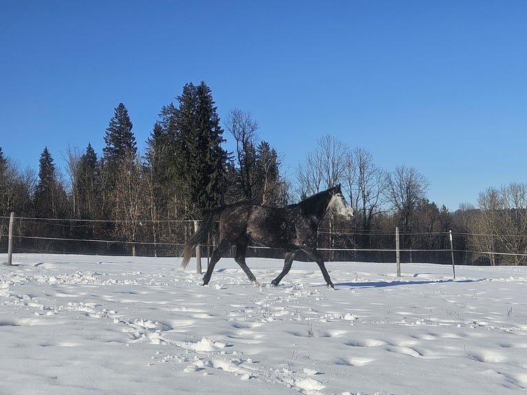 Irish Sport Horse Mare 6 years 15,2 hh Grey in Murnau