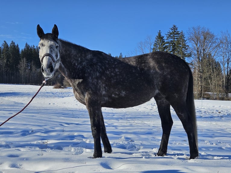Irish Sport Horse Mare 6 years 15,2 hh Grey in Murnau