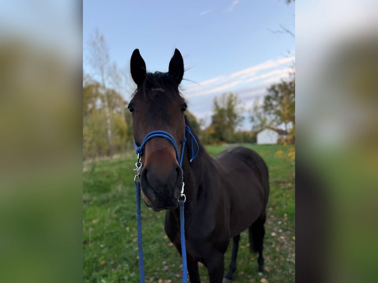 Irish Sport Horse Mare 6 years 15,3 hh Brown in Ditfurt