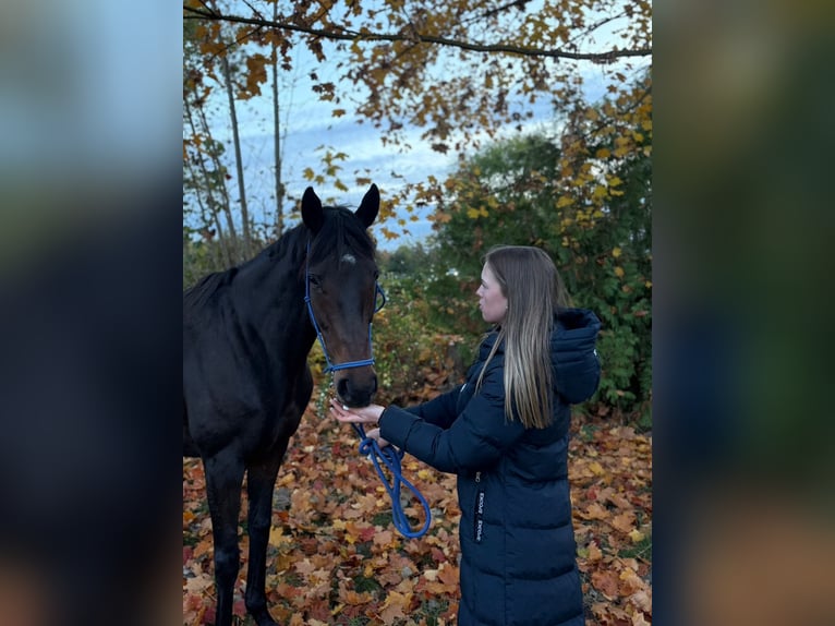 Irish Sport Horse Mare 6 years 15,3 hh Brown in Ditfurt