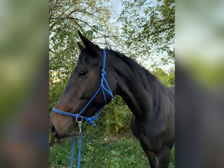 Irish Sport Horse Mare 6 years 15,3 hh Brown in Ditfurt