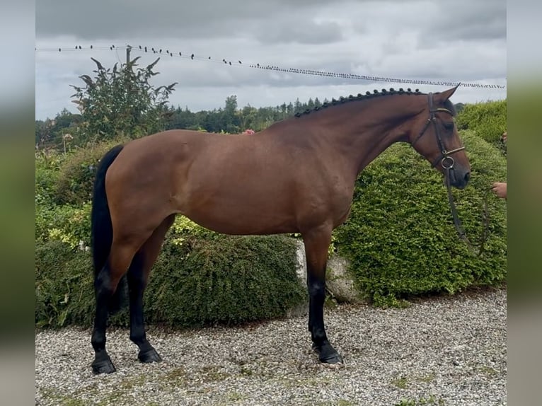 Irish Sport Horse Mare 6 years 16.1 hh Bay in Sligo