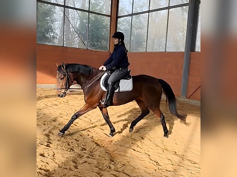 Irish Sport Horse Mare 6 years 16.1 hh Brown in Lage