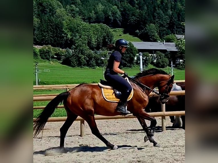 Irish Sport Horse Mare 6 years 16,1 hh Brown in Gummern