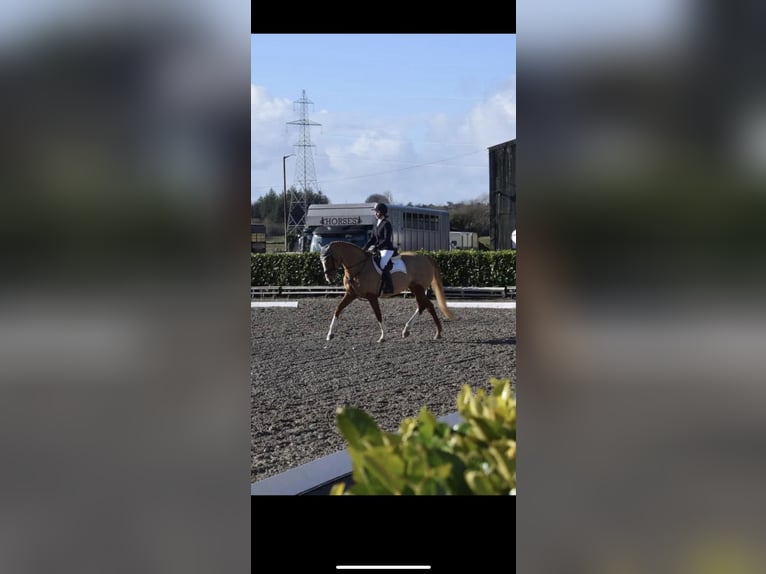 Irish Sport Horse Mare 6 years 16,1 hh Chestnut in Galway