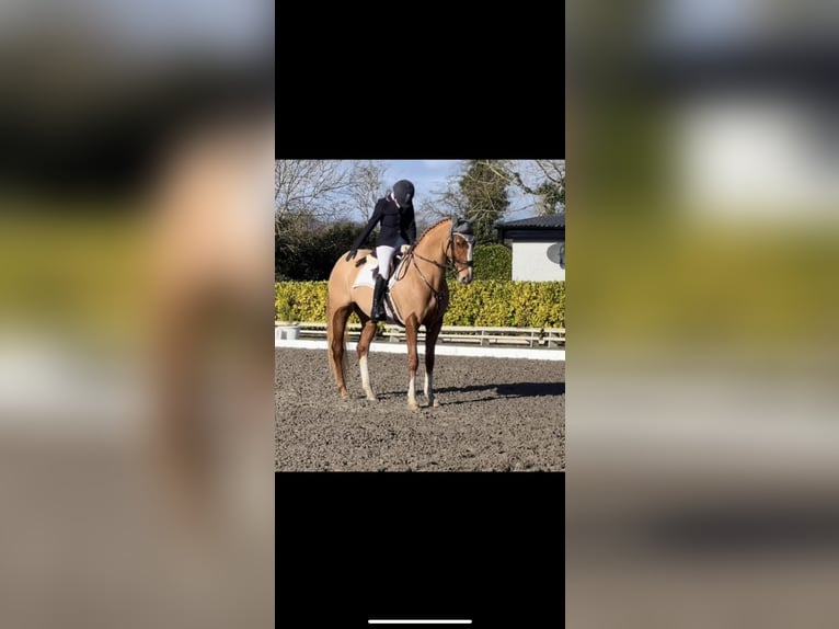 Irish Sport Horse Mare 6 years 16,1 hh Chestnut in Galway