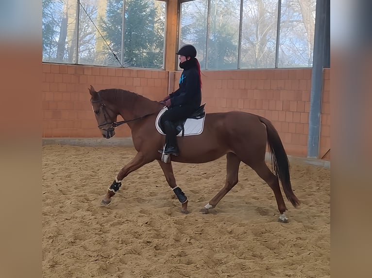 Irish Sport Horse Mare 6 years 16,1 hh Chestnut-Red in Lage