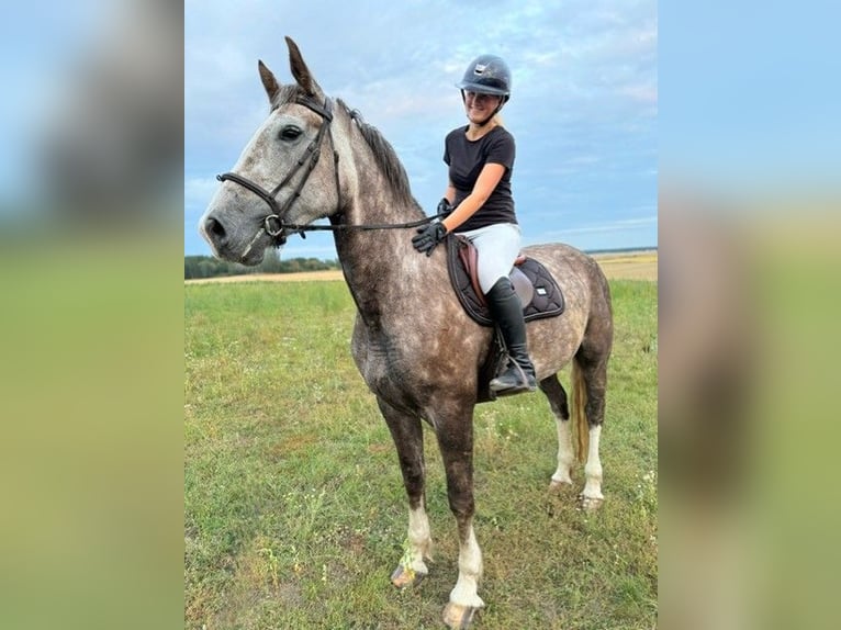 Irish Sport Horse Mare 6 years 16,1 hh Gray-Red-Tan in Bocholt