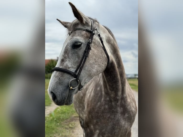 Irish Sport Horse Mare 6 years 16,1 hh Gray-Red-Tan in Bocholt