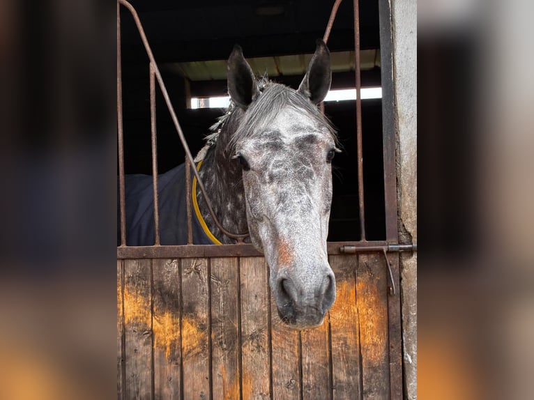 Irish Sport Horse Mare 6 years 16.1 hh Grey-Dapple in Sligo